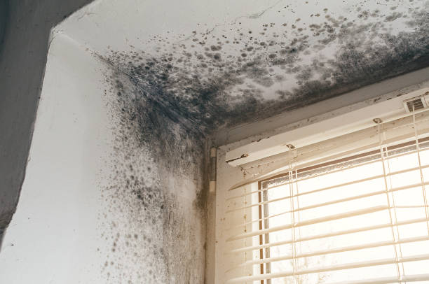 Affordable Hvac And Air Duct Mold Remediation solutions in Burnsville, NC